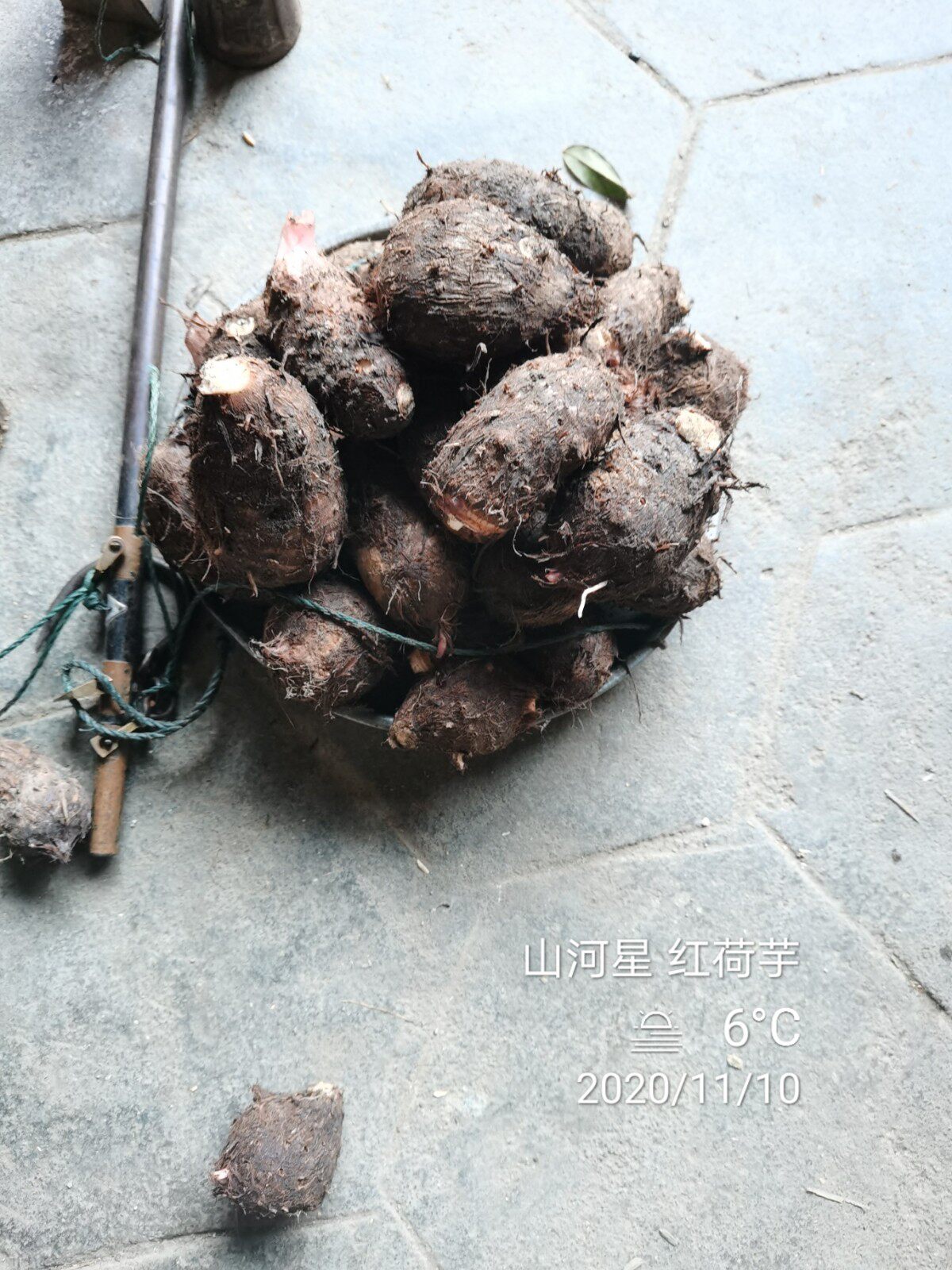新鲜蔬菜小毛芋头清流红荷芋艿福建三明客秋包农家芋饺香芋小芋子