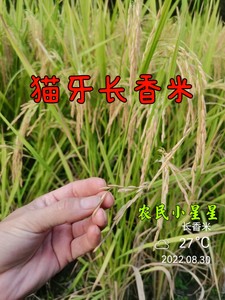 猫牙香米长粒好吃稻谷细长大米稻谷汕稻水稻谷老种常规稻自留种植