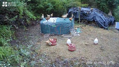 散养福建山林小母鸡