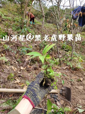 黑老虎苗布福娜果苗新鲜冷饭团大血藤大钻树苗果地栽盆栽四季绿植