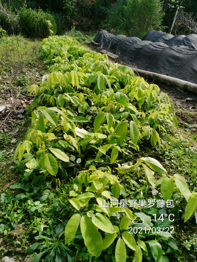 花卉苗木盲盒10棵庭院植树造林品种随机绿化水果树苗花苗草土苗闽