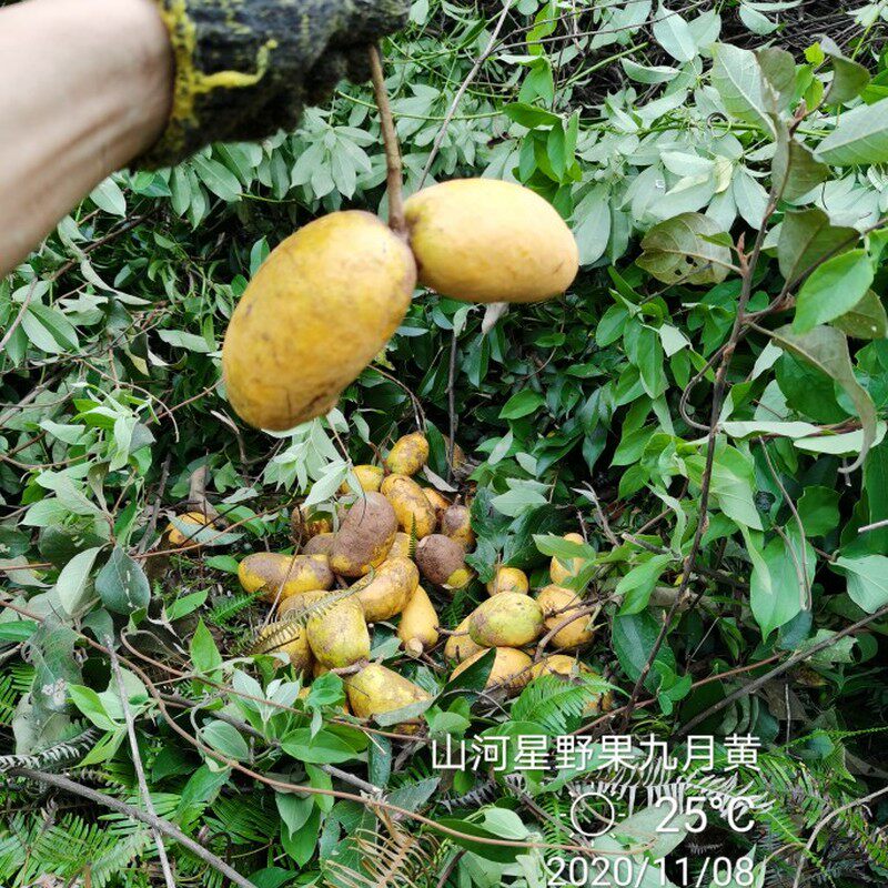 闽新鲜野生果水果野果罗腾包五叶木通果八月瓜牛卵坨牛哈卵九月黄