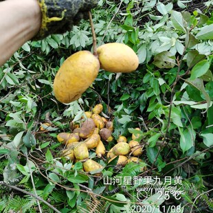 闽新鲜野生果水果野果罗腾包五叶木通果八月瓜牛卵坨牛哈卵九月黄