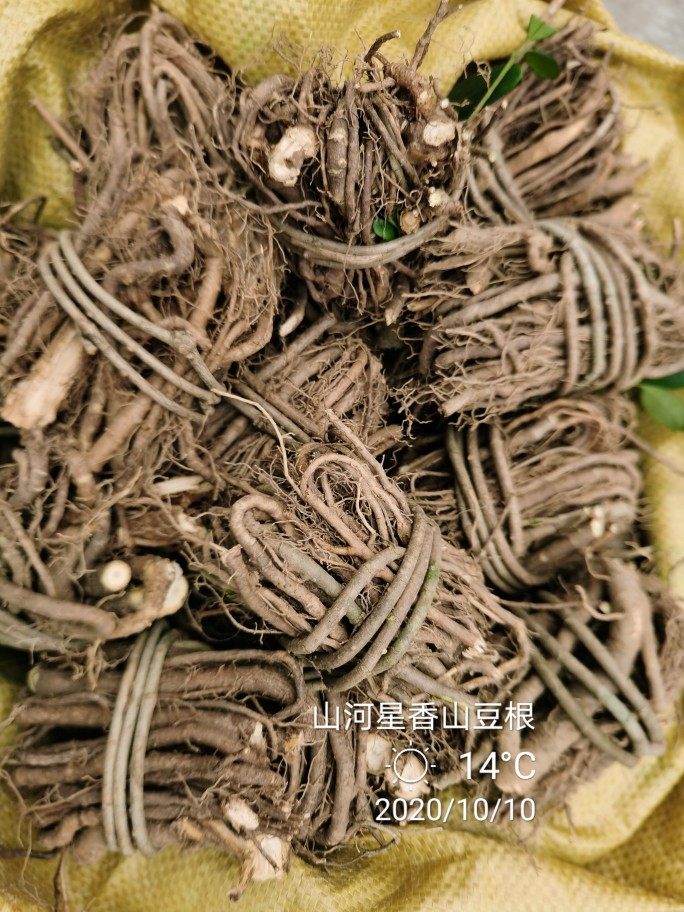 山河星春根藤链珠藤香藤子根满山香土膳炖汤佐料煲汤野草根闽三明