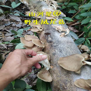 山河星凤尾菇原始森林新鲜采摘木头蘑树秀珍菇食用菌山珍美味