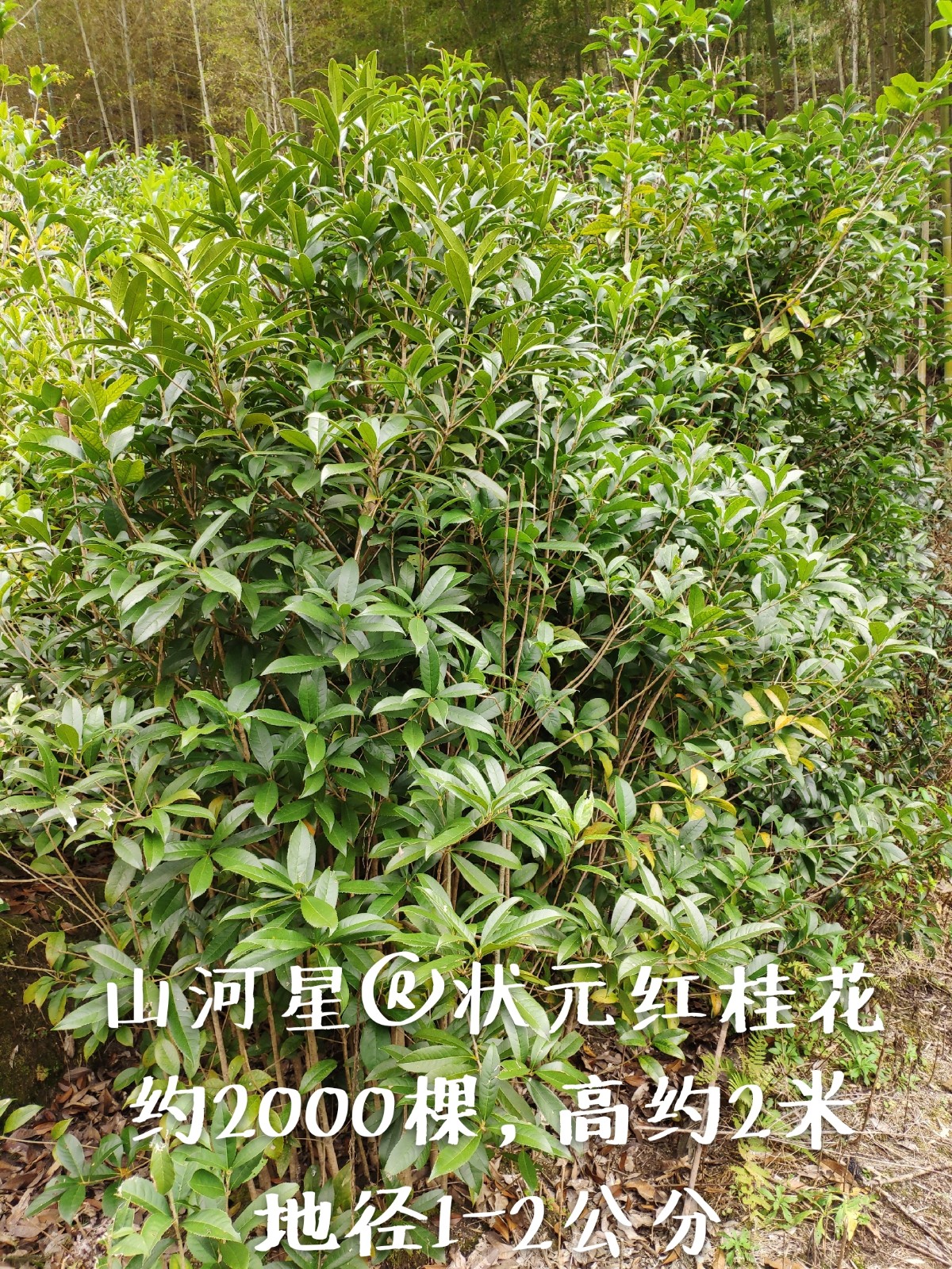 扦插桂花树苗桂花苗金桂丹桂八月桂盆栽花卉庭院绿植四季桂包邮闽-封面