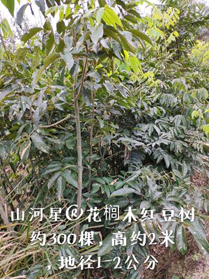 红豆树花榈木红木树苗 福建三明清流相思豆 黄檀花卉苗木植物