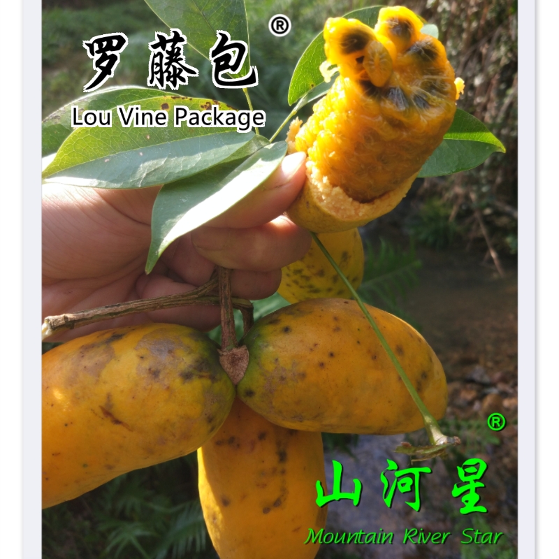 山河星野果新鲜牛卵坨野生木通果八月瓜九月黄麻罗藤包牛哈卵 4斤