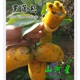 山河星野果新鲜牛卵坨野生木通果八月瓜九月黄麻罗藤包牛哈卵 4斤