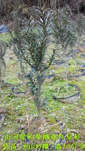 红豆杉树苗南方红豆杉曼地亚红豆杉树苗盆栽室内绿植绿化苗木大树