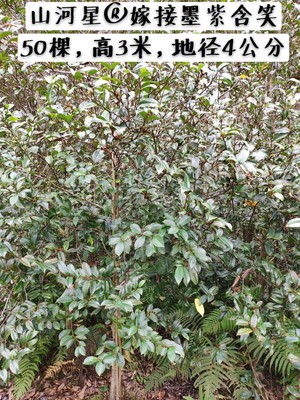 墨紫紫花含笑树苗嫁接 香蕉花 生态盆栽庭院植物醉浓香型花卉大树