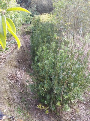 罗汉松盆景树桩花卉桌面盆栽庭院绿植办公室造型松树微型盆景景观