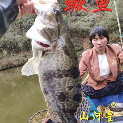 山河星河鱼 鳜鱼桂花鱼贵鱼九龙湖泉水生鲜 福建三明清流星鱼1斤