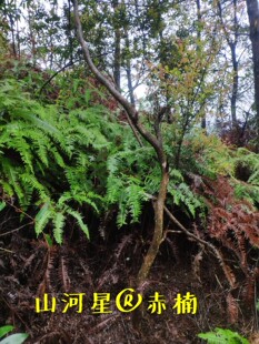 三叶红芽米叶赤楠老树桩盆景树头山石榴小叶山黄杨鱼鳞木现挖树苗