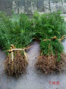 杉木苗良种林木用材造林三代杉树水土绿化木头福建三明清流闽西北