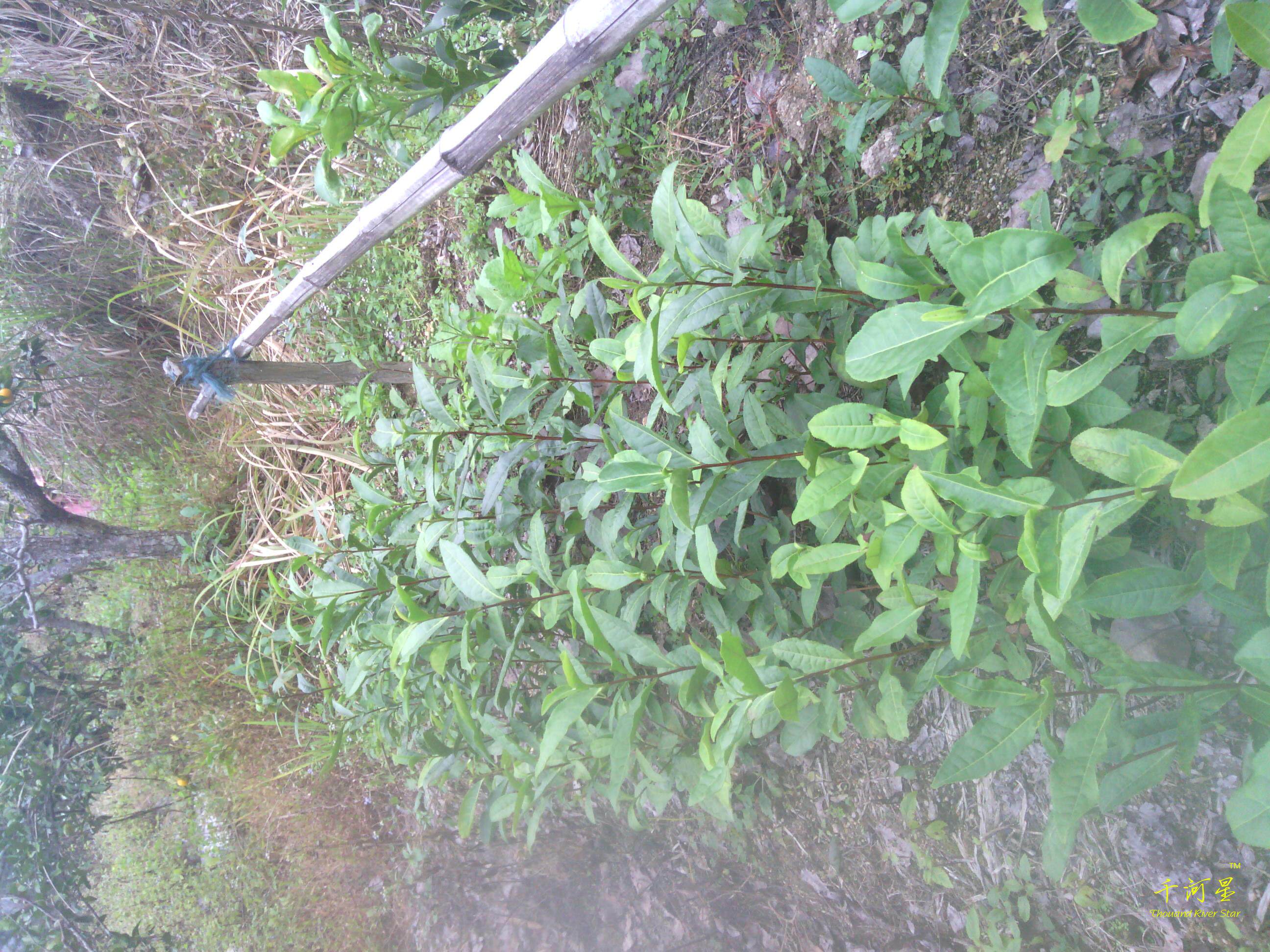 自然生态老种 茶叶苗 山茶花 子 铁观音 乌龙茶树苗 福建三明清流