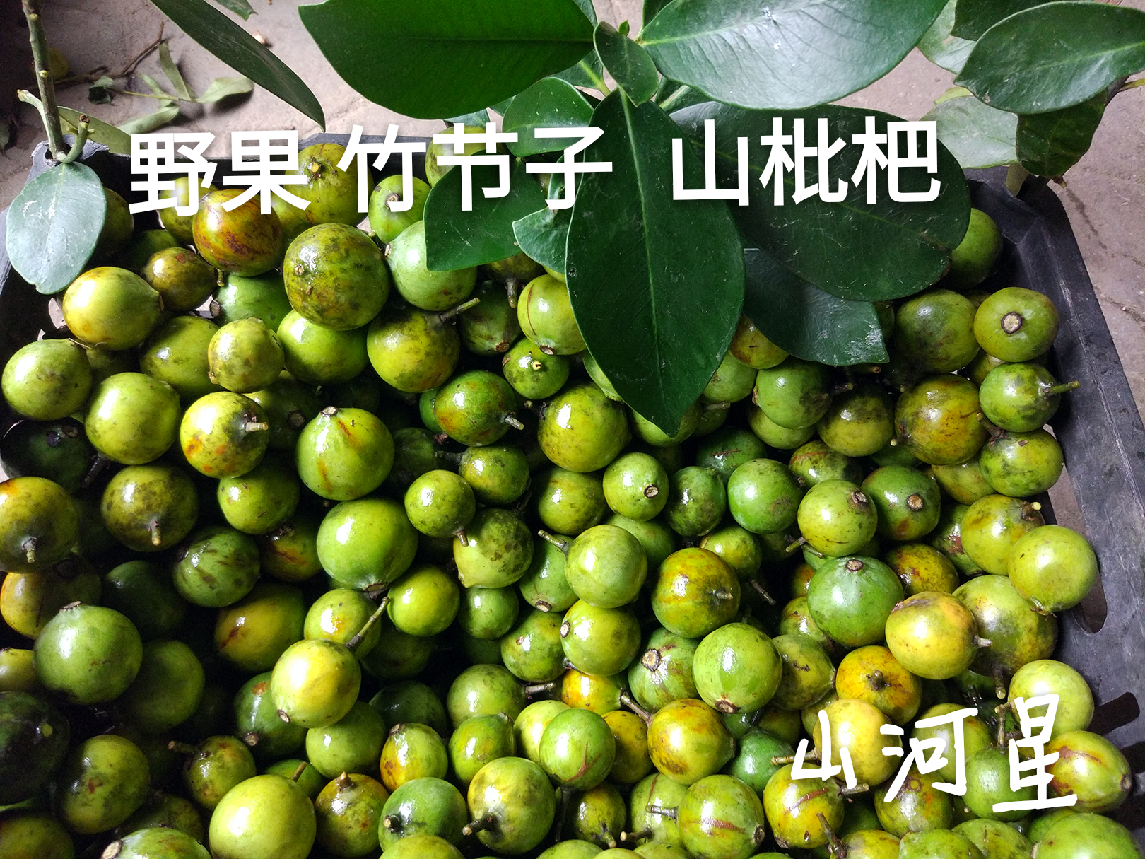 福建水果黄酮酸野果山黄皮木竹子竹橘黄牙果 山竹子山枇杷 竹节子