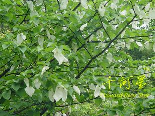 珙桐 鸽子树小苗 珍惜树种 绿化风景园林 福建三明清流闽西