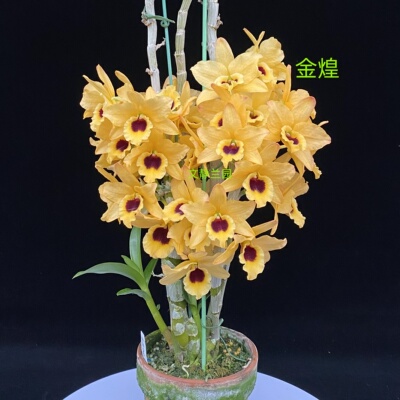 【金煌】-文静兰园杂交春石斛易养易活爆花美丽洋兰批发高端精品