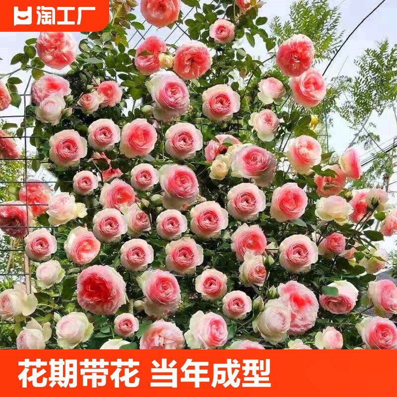 多花蔷薇花苗藤本月季特大四季开花爬藤攀援植物庭院阳台玫瑰盆栽