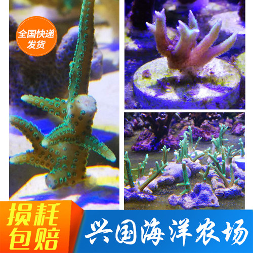 印尼鸟巢断枝绿紫珊瑚sps硬骨