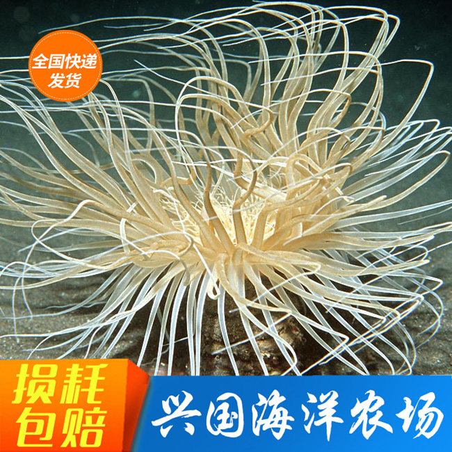 千手佛 海水鱼活体珊瑚海葵 海洋软体珊瑚顺丰快递发货包活长须