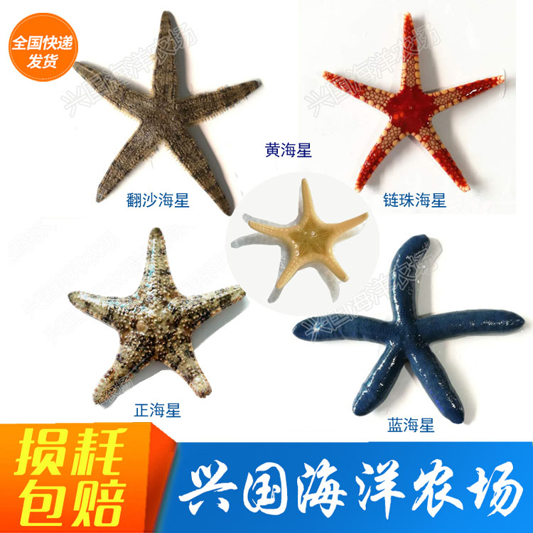 翻沙活体海星海燕海水鱼缸红海星