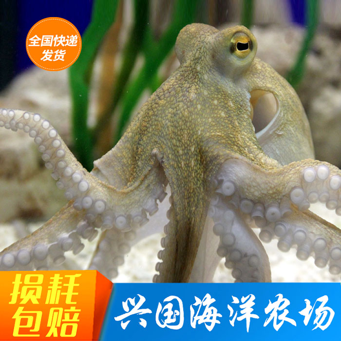 活章鱼 八爪鱼 海水观赏鱼活体章鱼乌贼鱿鱼墨鱼保罗宠物快递包活