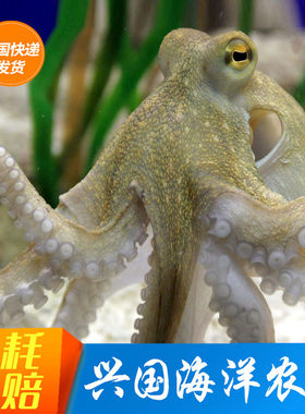 活章鱼八爪鱼海水观赏鱼乌贼