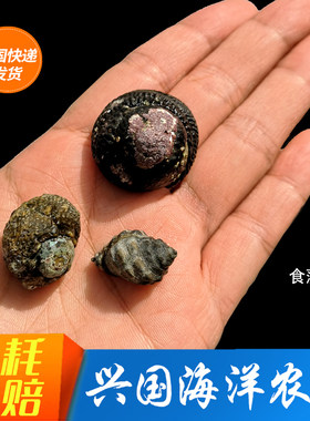食藻螺海水螺翻沙海水观赏鱼鱼缸