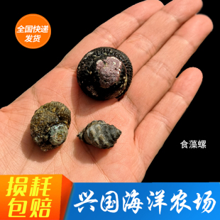食藻螺 塔螺蝾螺织纹螺翻沙螺 海水观赏鱼鱼缸牛眼螺除藻螺快递