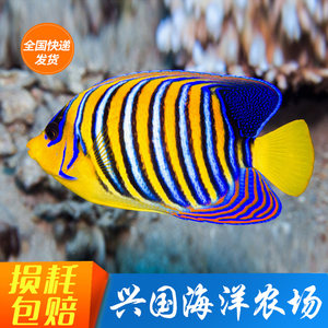 活体金毛巾鱼神仙鱼观赏鱼海水鱼