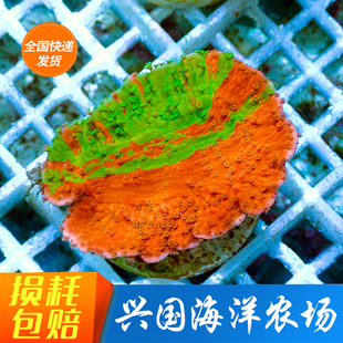 双色瓦 太阳瓦珊瑚 晚霞之冠绿瓦红瓦蔷薇秘术之冠海水人工SPS