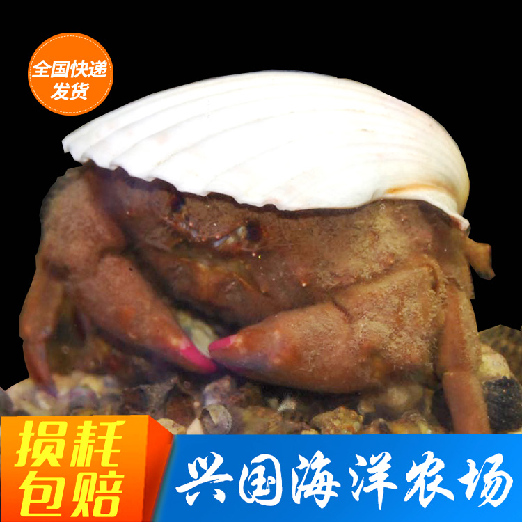 活体兴国海小螃蟹海水观赏宠物