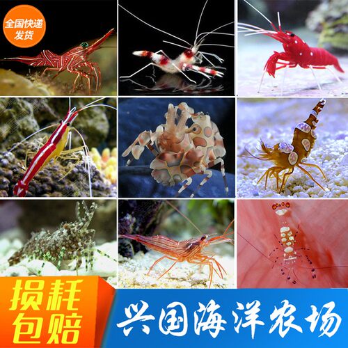 海水薄荷虾机械虾清洁火焰虾宠物