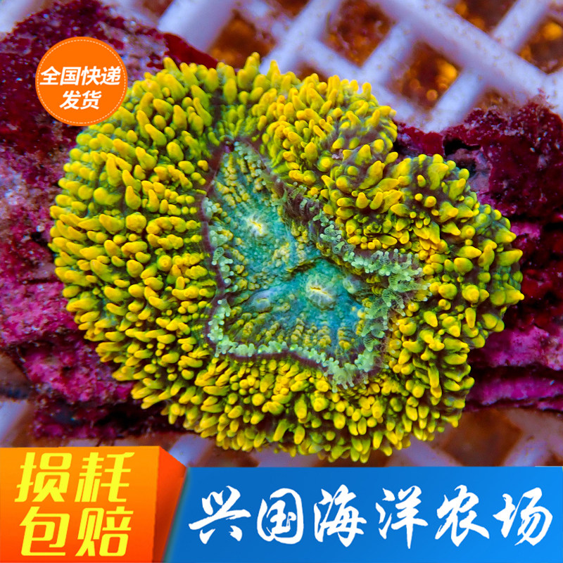 黄金脑 海水鱼活体脑珊瑚八字脑 刺脑 绿色黄色LPS带石头快递包