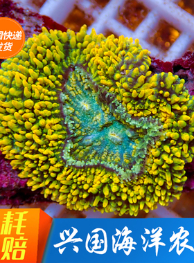 黄金脑 海水鱼活体脑珊瑚八字脑 刺脑 绿色黄色LPS带石头快递包