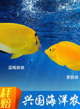 黄新娘海水鱼海缸包活柠檬批