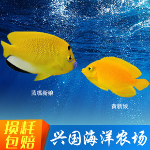 黄新娘蓝嘴黄新娘 海水观赏鱼活体黄色小鱼柠檬批神仙鱼杂食包活