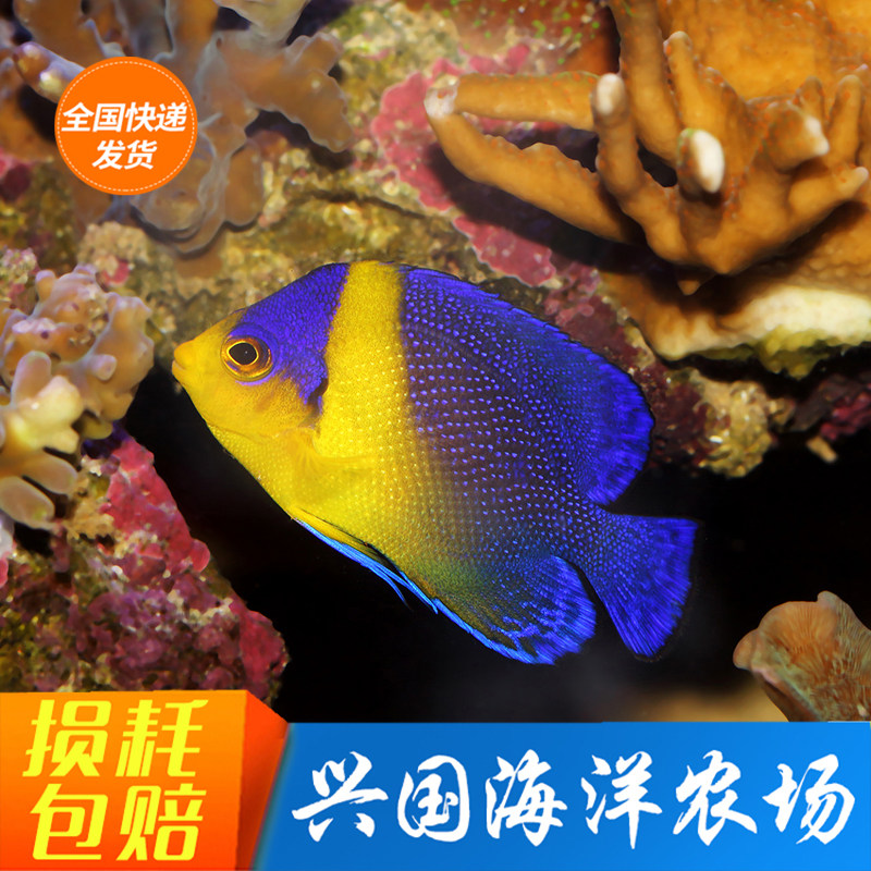 黄肚仙蓝背仙海水鱼神仙鱼