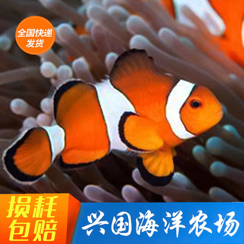 活体小丑鱼nem海水鱼人工公子