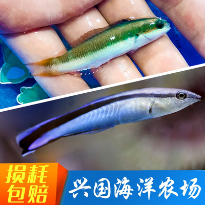 医生鱼活体海水鱼医生虾飘飘