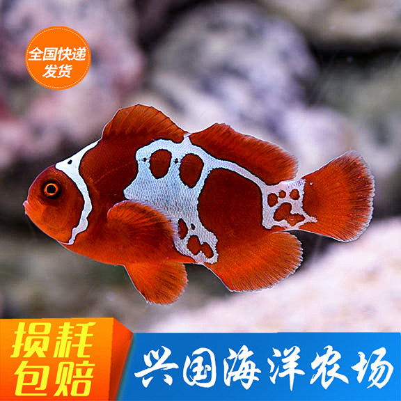 图选闪电透红 公子开口颗粒种鱼海水鱼小丑鱼繁殖快递包活