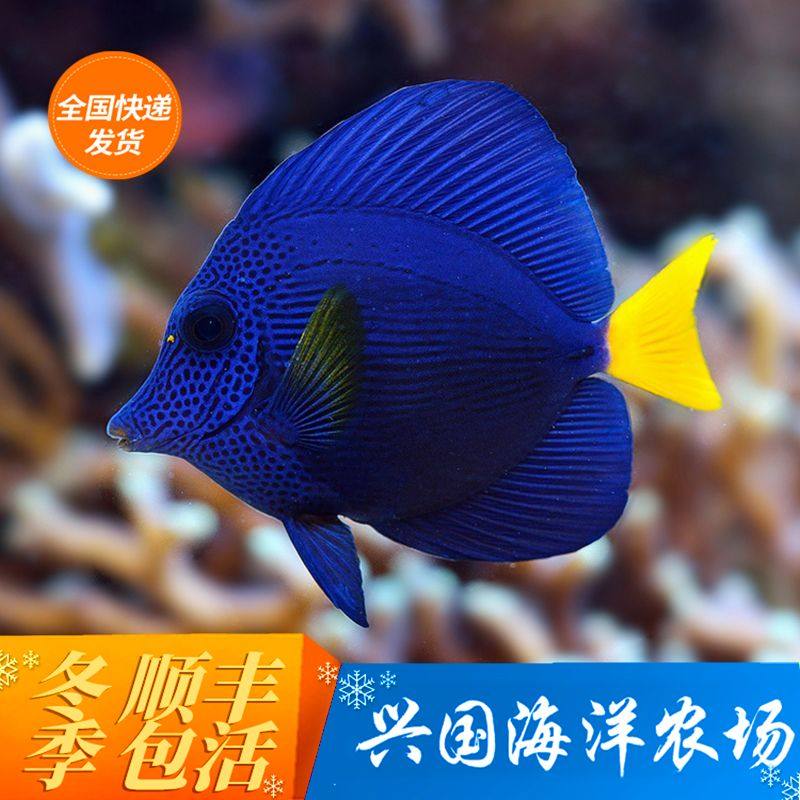 紫吊 海水鱼活体 观赏鱼紫倒吊黄尾帆吊海缸除藻食藻开口红海