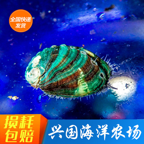 除藻鲍鱼 活体海水鱼海洋生物人工鲍鱼除藻2-4cm快递发货包活