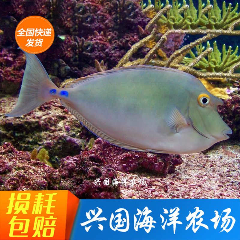 活体独角吊蓝吊观赏鱼海水鱼除藻