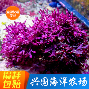 NH4 NO3 PO4羽毛藻葡萄藻藻缸珊瑚缸 海藻鱼缸去除NO2 红鹿角藻