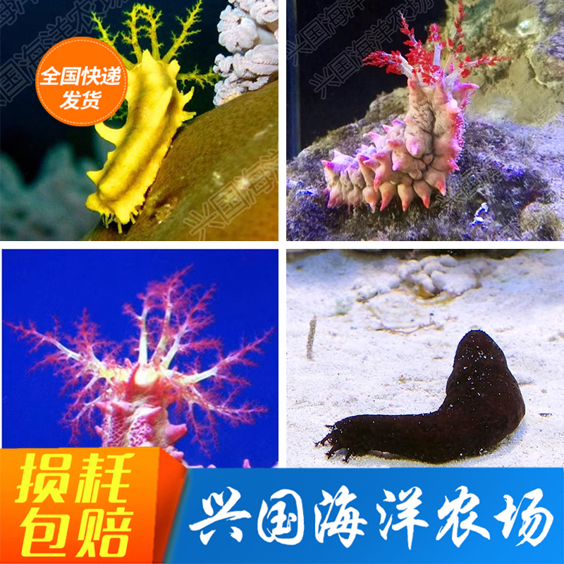 紅海參黃海參 翻沙黑海參海水魚活體寵物濾食觀賞興國農(nóng)場 包活