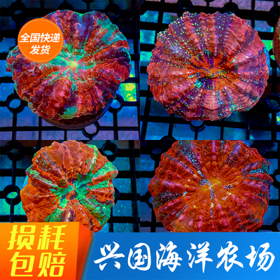 富士脑珊瑚巴黎脑水晶糖果