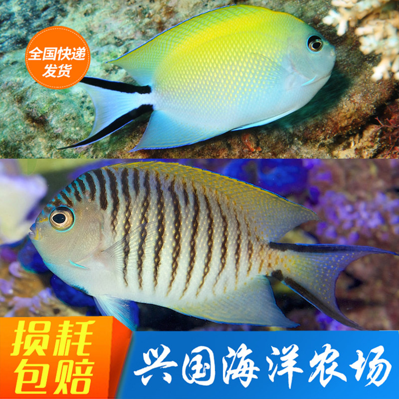 兴国海小丑鱼海水鱼日本燕蓝宝